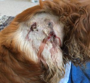 side effects of the nobivak 4 leptospirosis vaccine in dogs