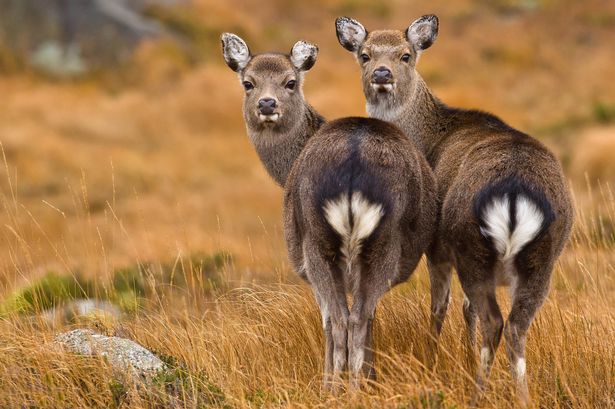 Wild deer of Ireland
