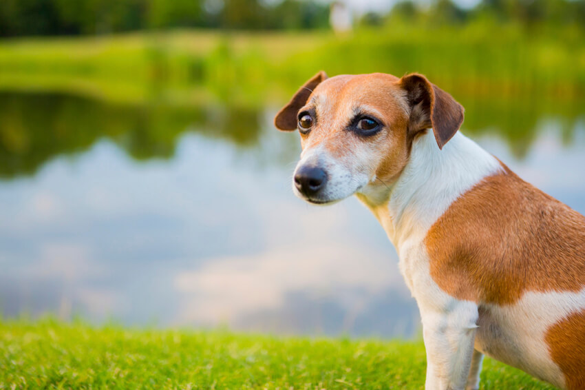 Dogs standing beside a pond