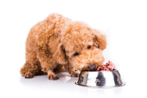 dog img5