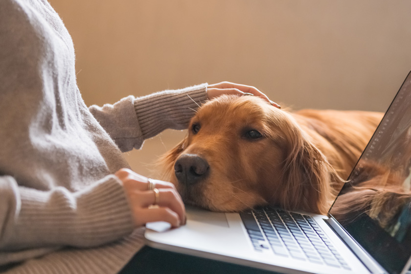 doghealth