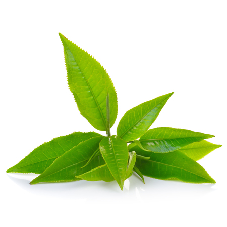 green tea for kidney disease in dogs
