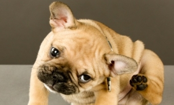 itchy dog scratching his ear with his hind paw
