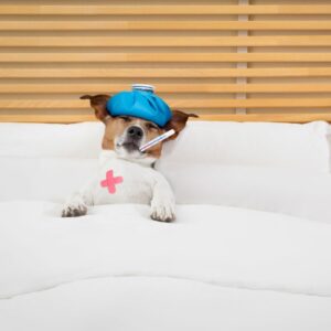 kennel cough treatment