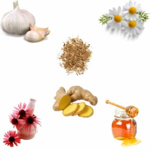 natural remedies kennel cough