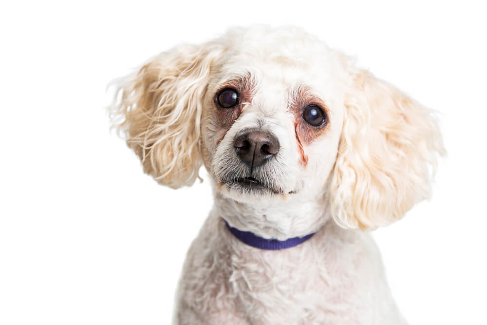 weeping eyes in dogs