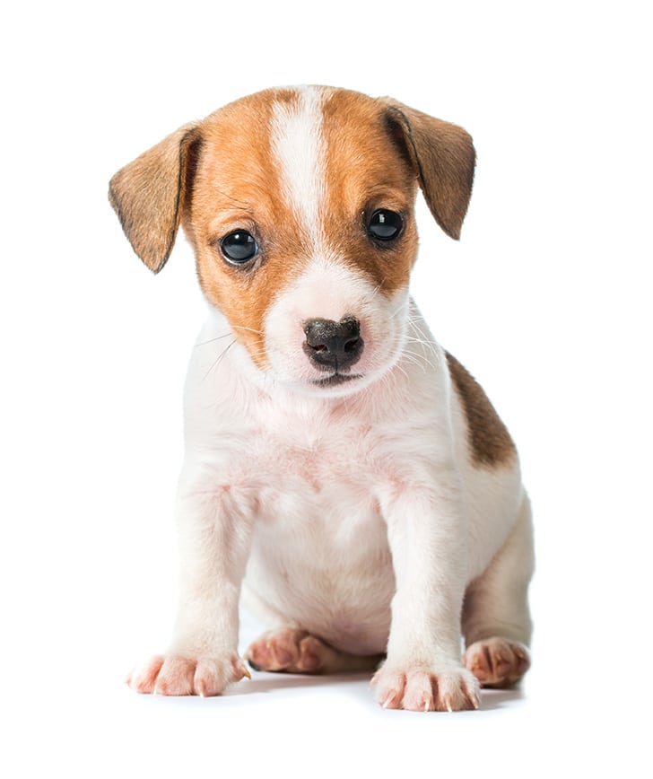 puppy 1