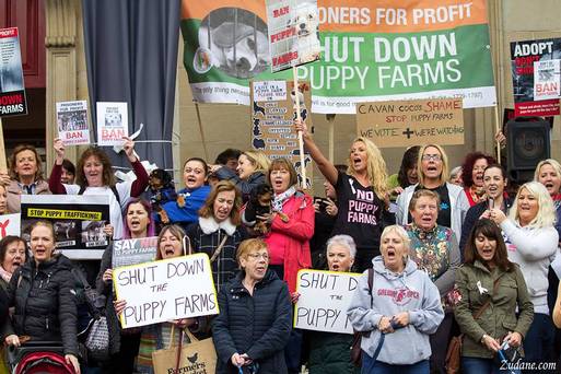 Puppy farming in Ireland