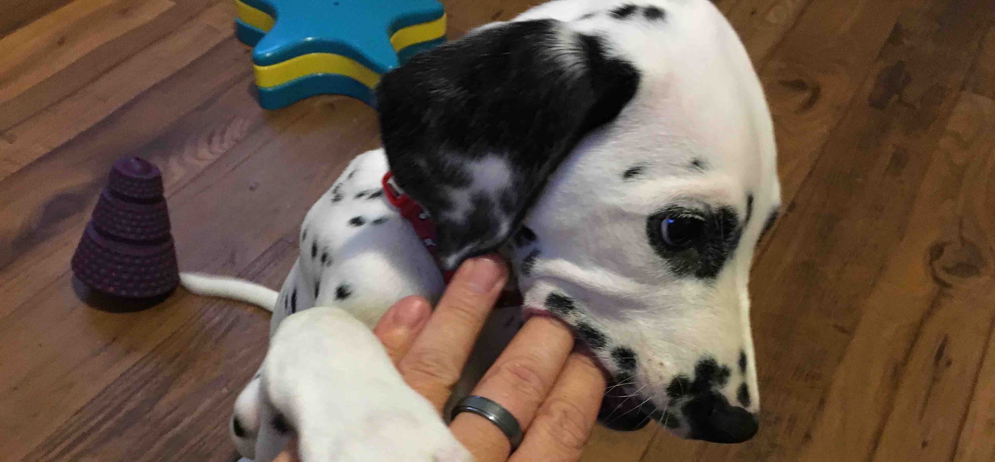 puppy chewing fingers