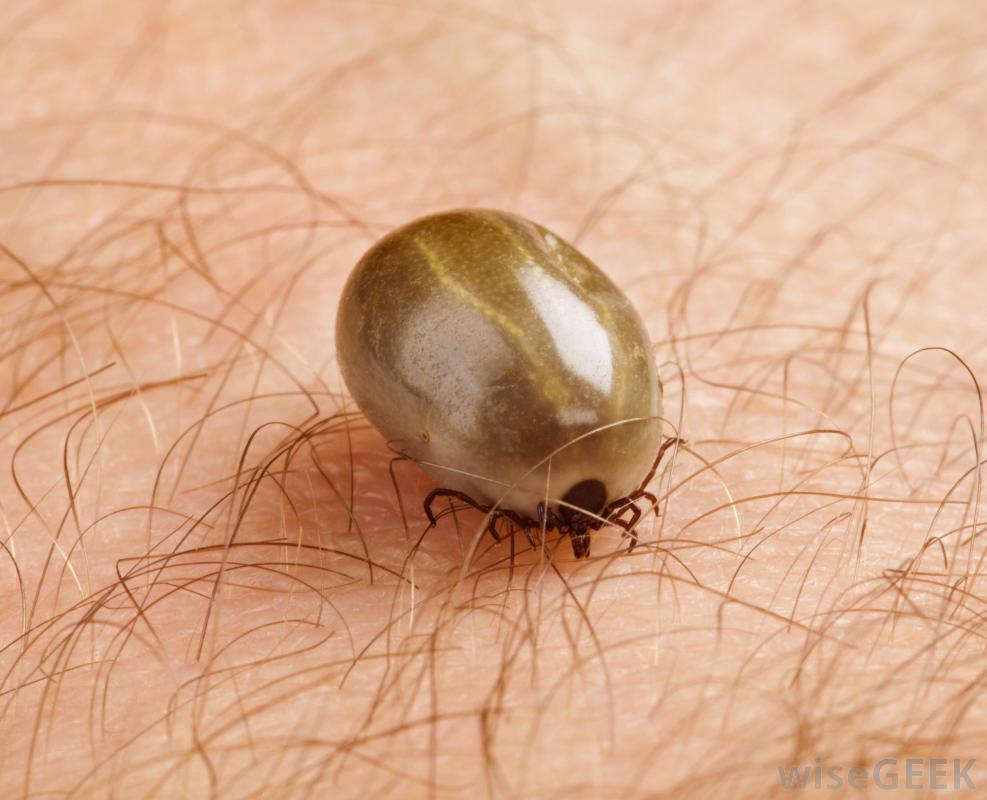 ticks on dogs