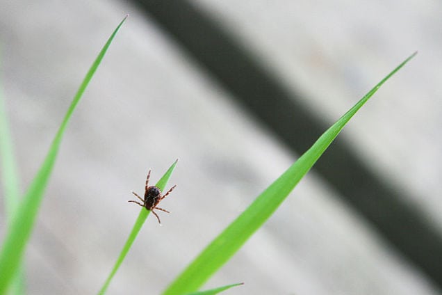 lyme disease symptoms