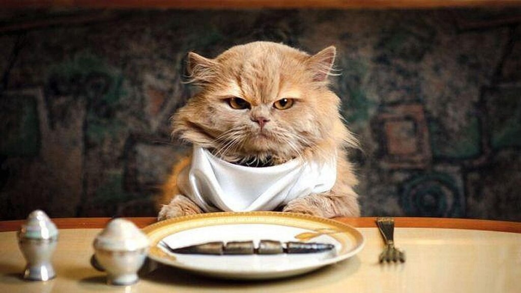 Cat sitting down to a fish supper