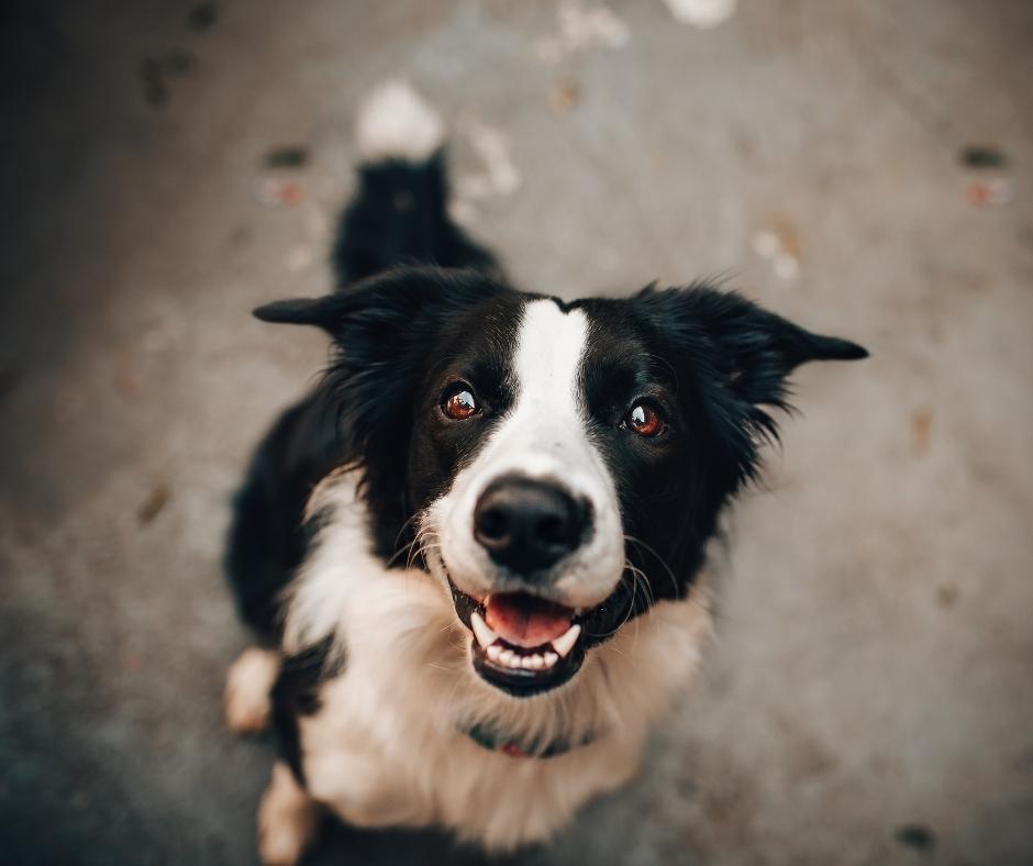 What causes yeast Infection In Dogs