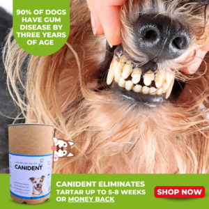 Lack of dietary abrasion is a problem for many dry AND raw fed pets today. Tartar is not just about bad breath. It's a constant, low-grade infection of the mouth that is to be avoided at all costs. For those that don't / can't feed raw meaty bones, we strong recommend Canident. It's a simple, natural and deeply nutritious daily addition to your dogs diet that will remove tartar from their teeth in 5-8wks or your money back!