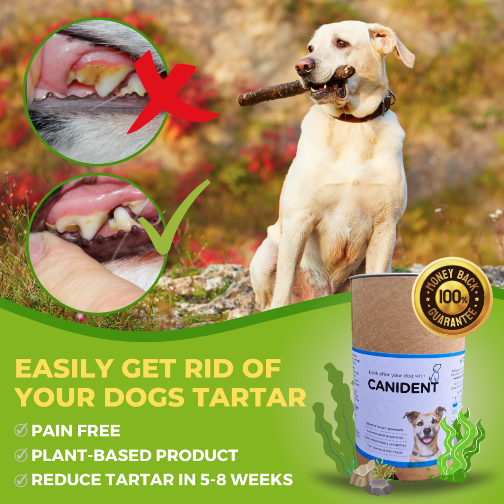 Lack of dietary abrasion is a problem for many dry AND raw fed pets today. Tartar is not just about bad breath. It's a constant, low-grade infection of the mouth that is to be avoided at all costs. For those that don't / can't feed raw meaty bones, we strong recommend Canident. It's a simple, natural and deeply nutritious daily addition to your dogs diet that will remove tartar from their teeth in 5-8wks or your money back!