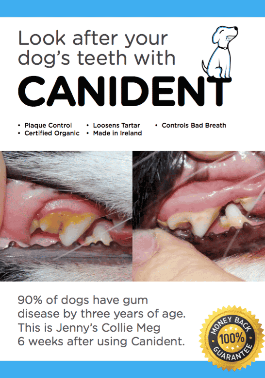 Canident Flyer Front