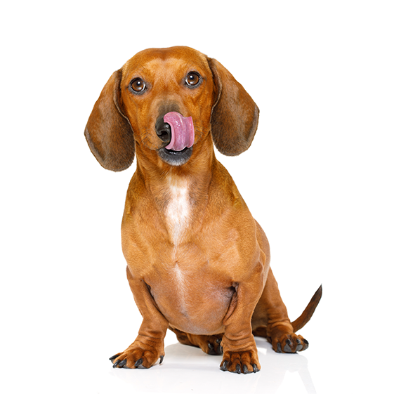 dog 1