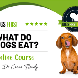 This course explains what dogs eat by analysing their evolution, biology and diet studies.